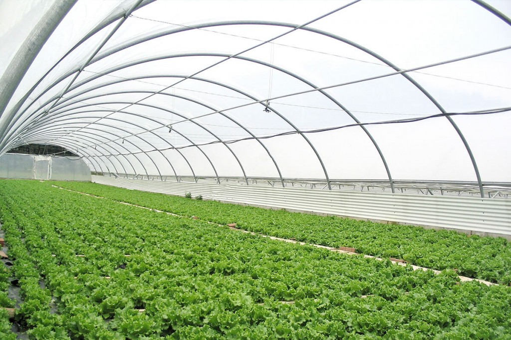 Invernaderos agricolas | invernadero para cultivos | invernaderos para agricultura | invernaderos plasticos