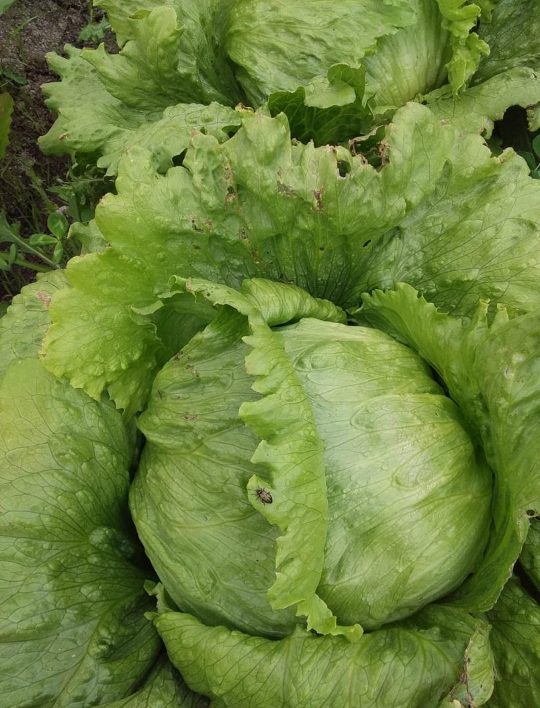 Lechuga Batavia