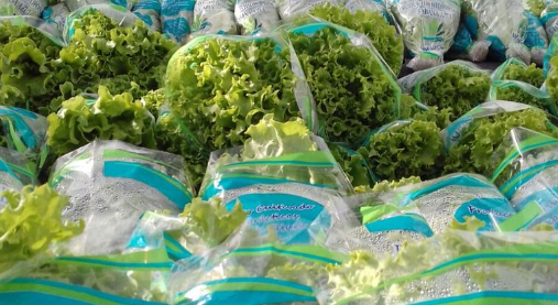 Lechuga hidropónica