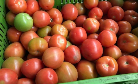 Tomate chonto de tercera