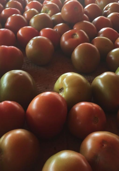 Tomate chonto de cuarta