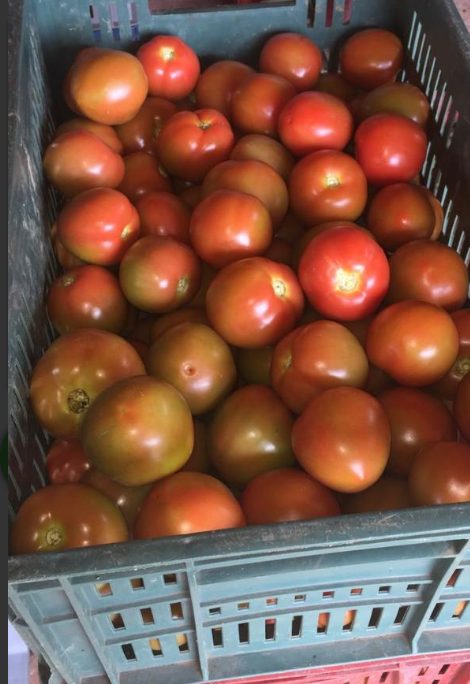 Tomate chongo de segunda