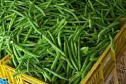 Habichuelas