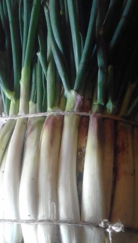 Cebolla larga gruesa