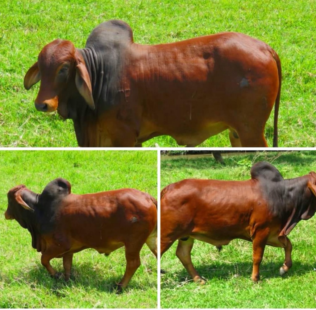 Toretes  Brahman Rojo con Registro