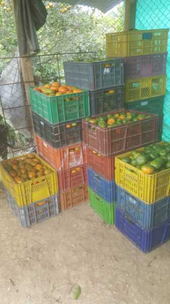 mandarina arrayan santandereana