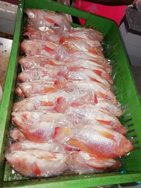 Tilapia Roja al por mayor