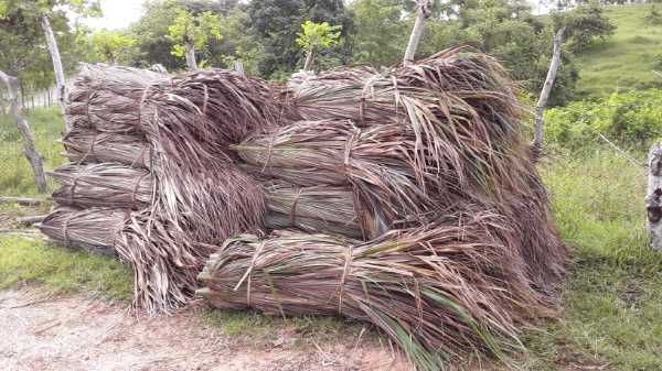 palma amarga para kioscos,cabañas ranchos,bohios techos ecológicos