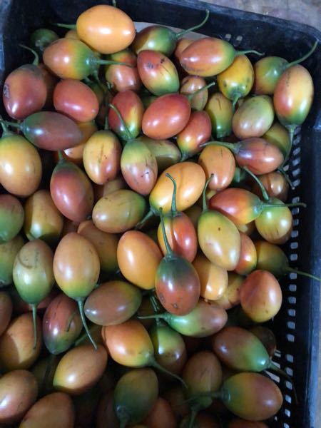 tomate de árbol