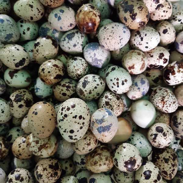 huevos de codorniz