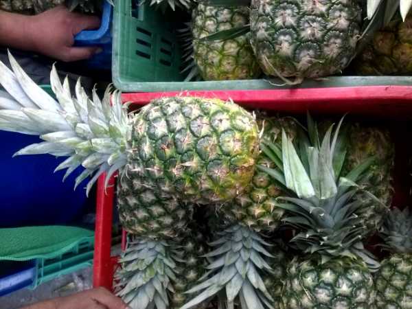 Vendo piña oro miel