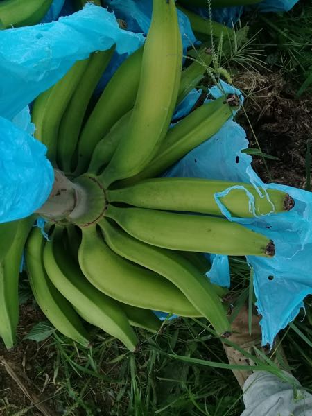 platanos cuatrovientos