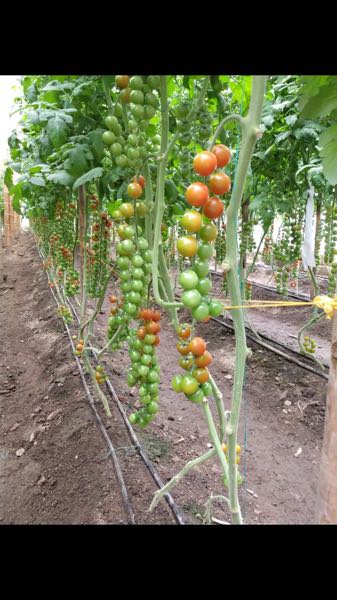 Tomate cherry