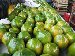 papaya tainung