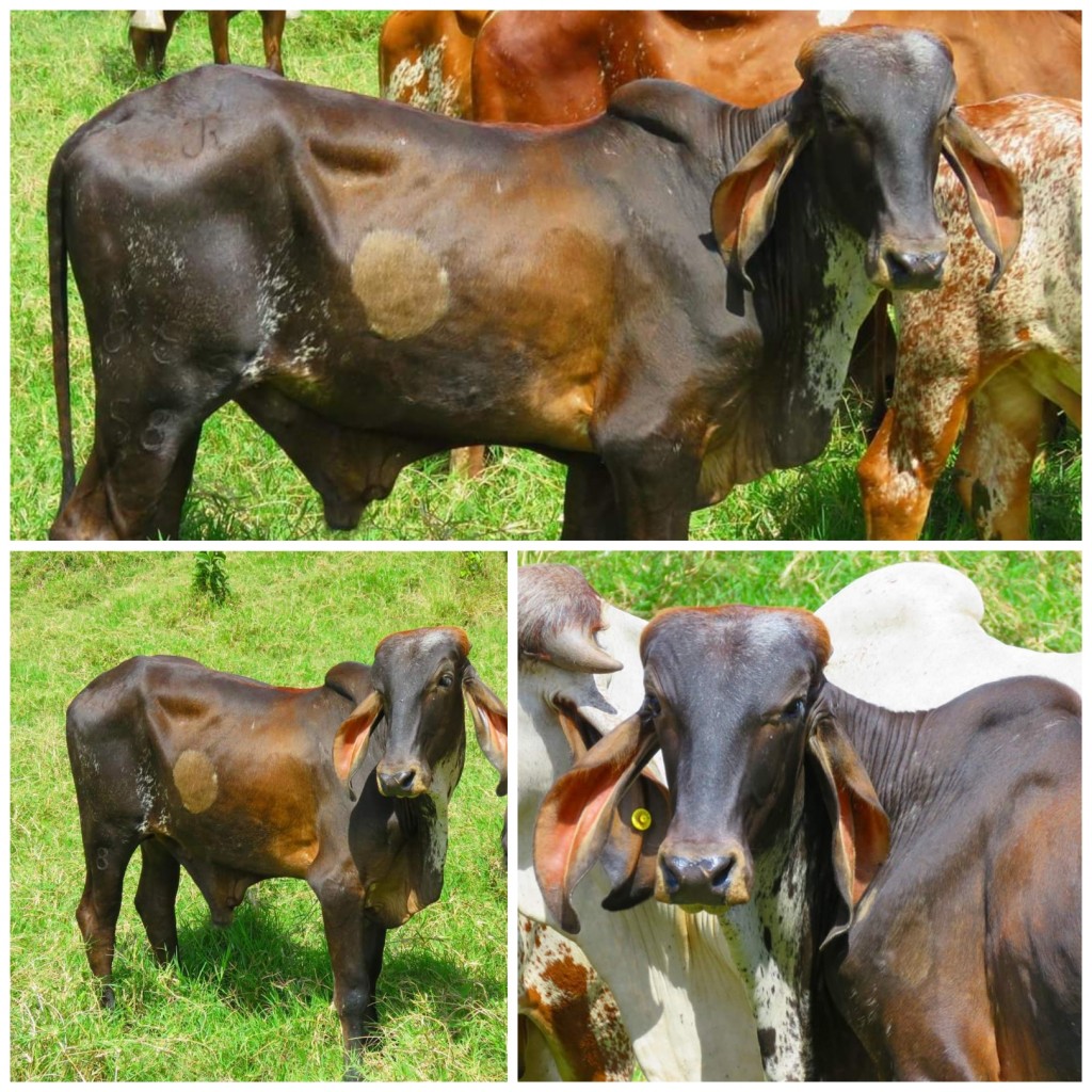 Toretes Gyr en Venta