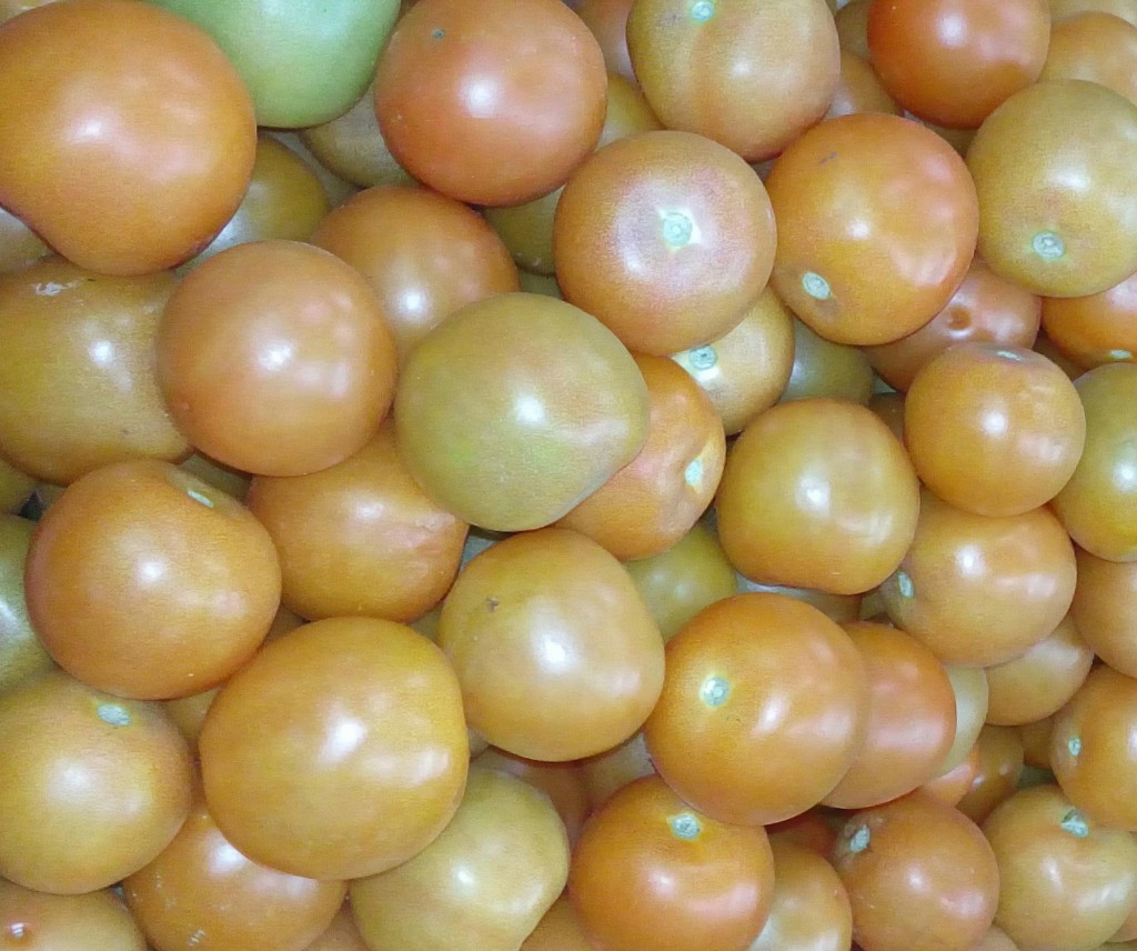 Tomate selecto