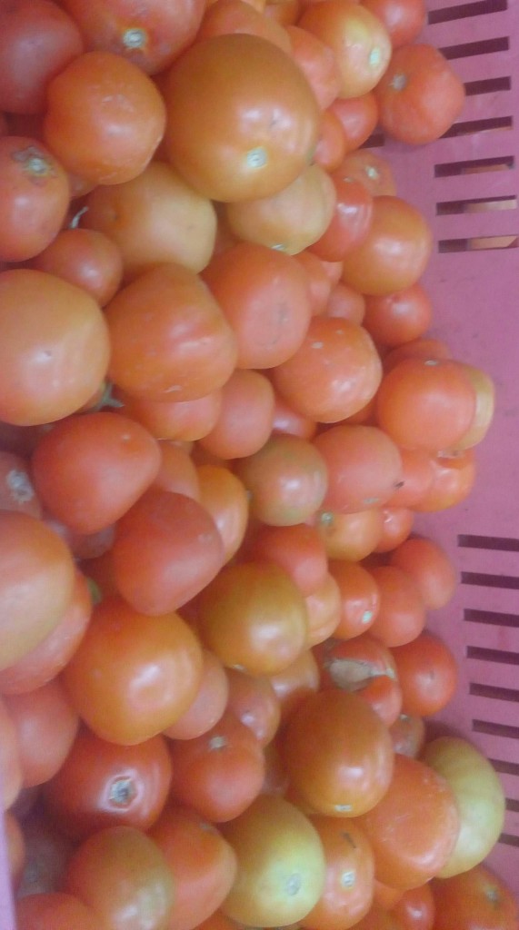 Tomate chonto de tercera