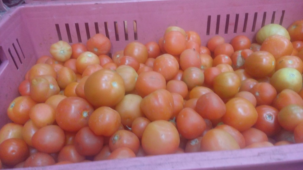Tomate chonto de primera
