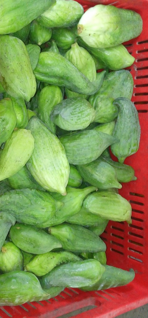 Pepino para guiso