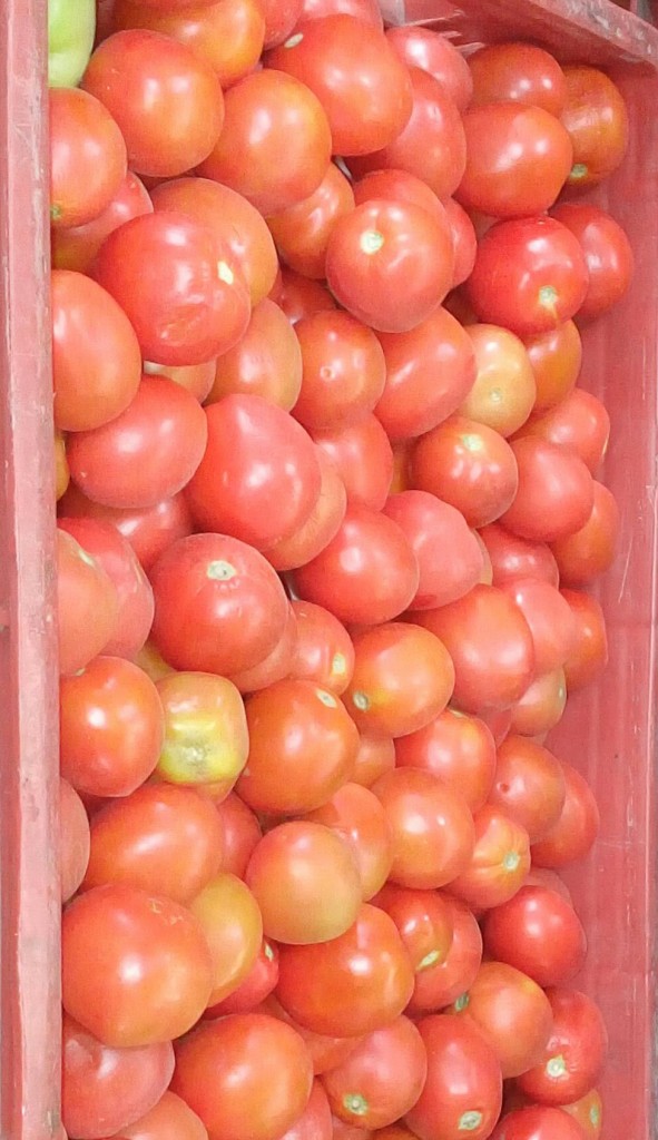 Tomate chonto de segunda
