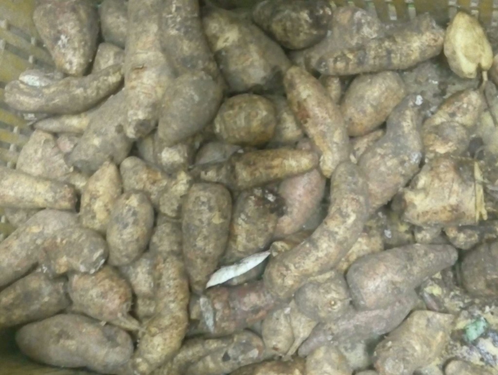 Arracacha