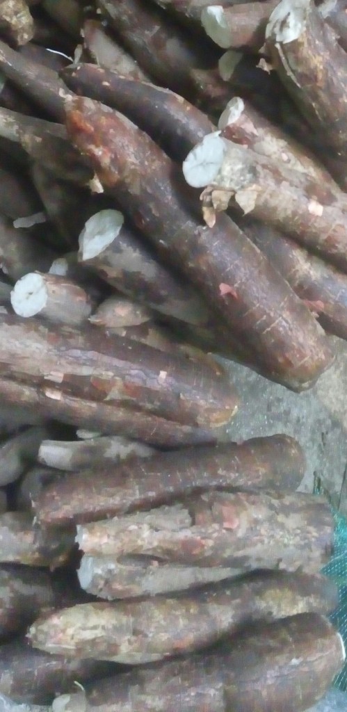 Yuca