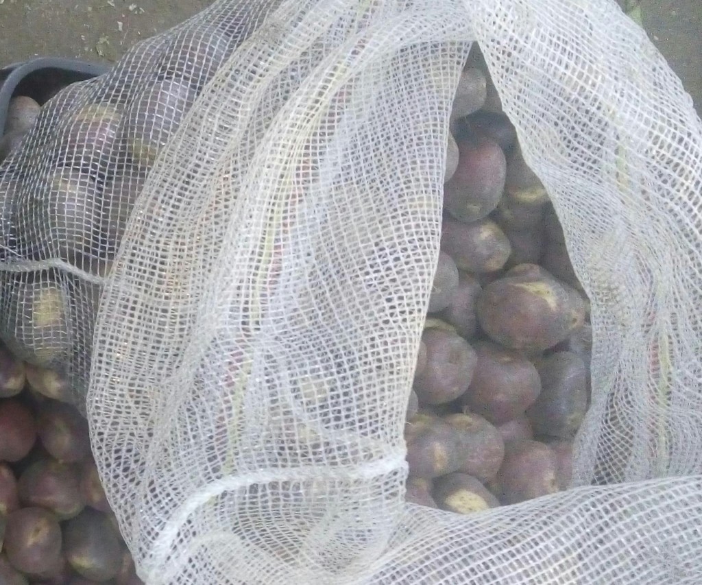 Papa pastusa gruesa