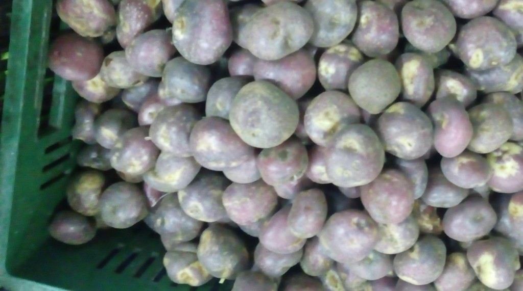 Papa sabanera gruesa
