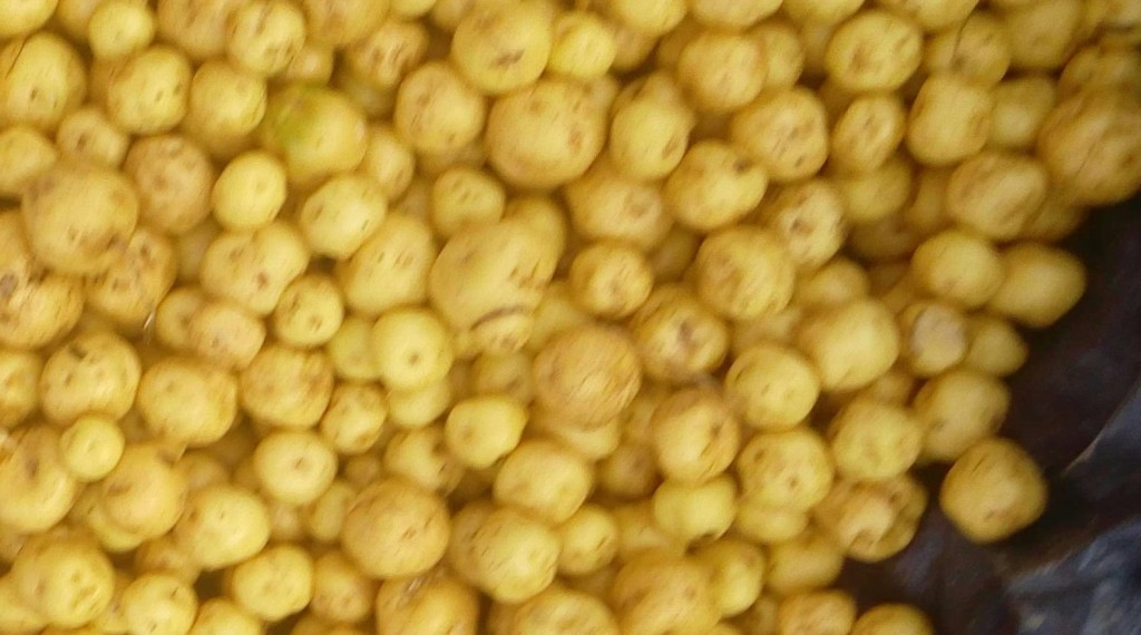 Papa criolla