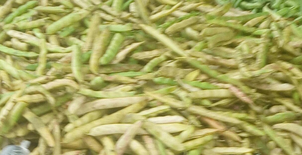 Frijol en cáscara