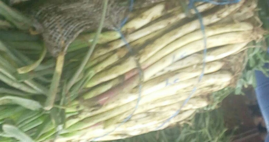 Cebolla larga fina