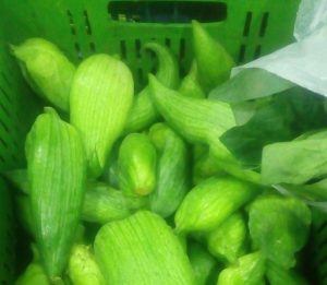 Pepino cohombro