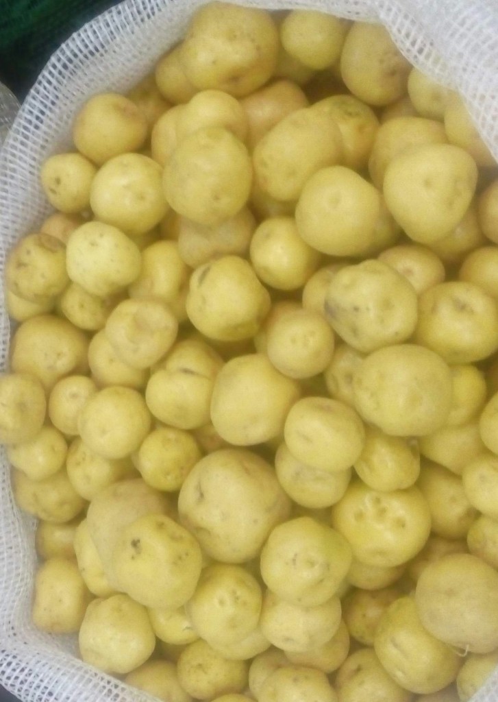 Papa criolla