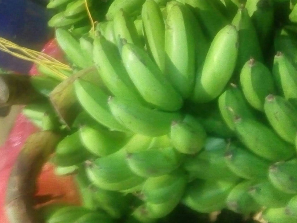 Colicero