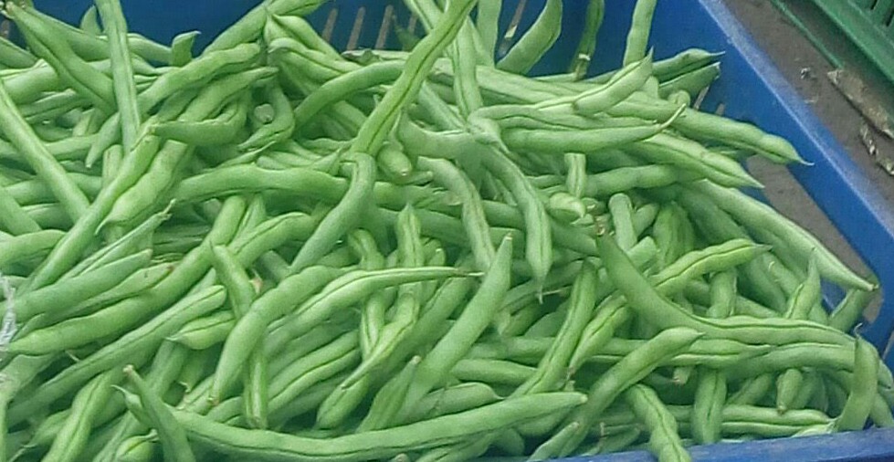 Habichuelas