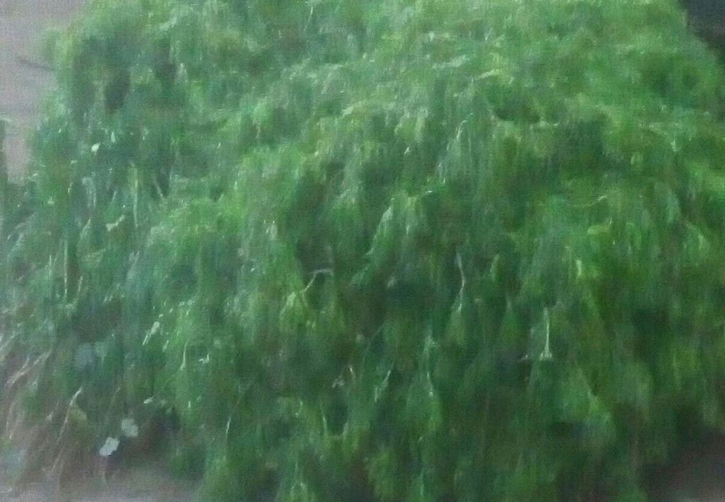 Cilantro