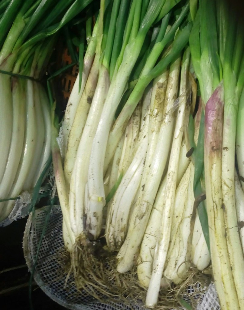 Cebolla larga