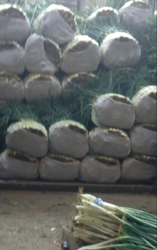 Cebolla larga