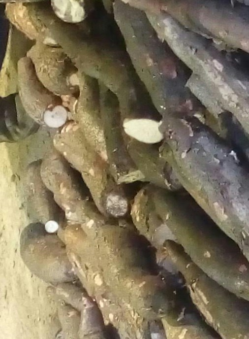 Yuca