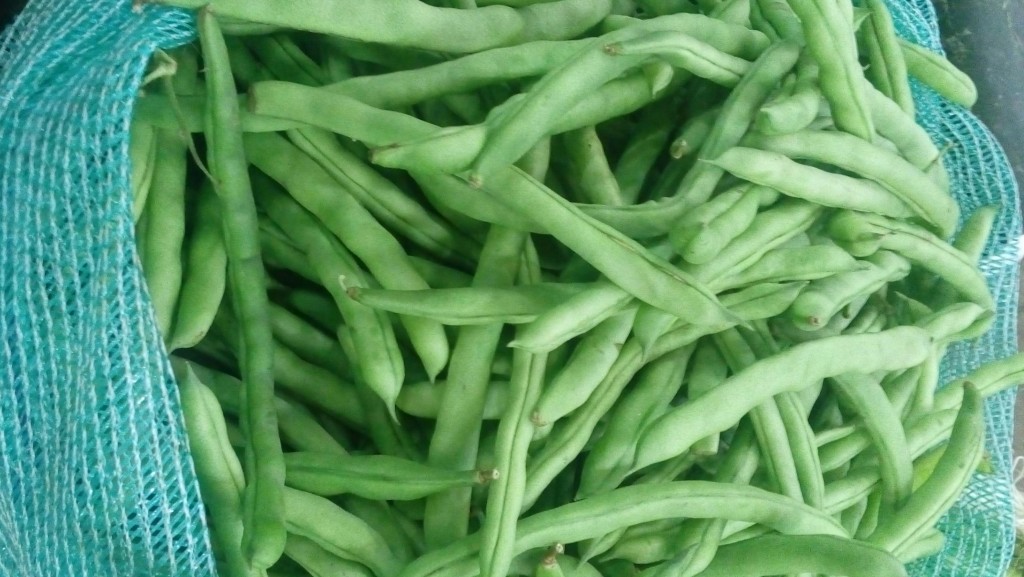 Habichuelas