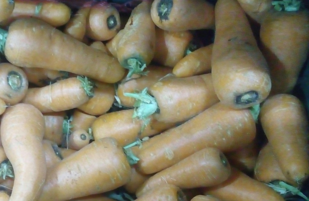 Zanahoria