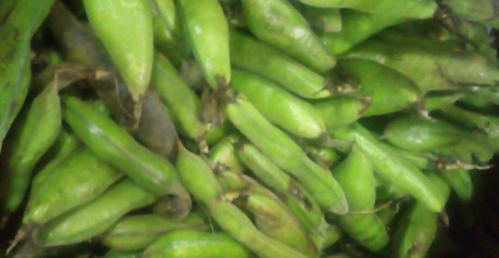 Abas en cáscara