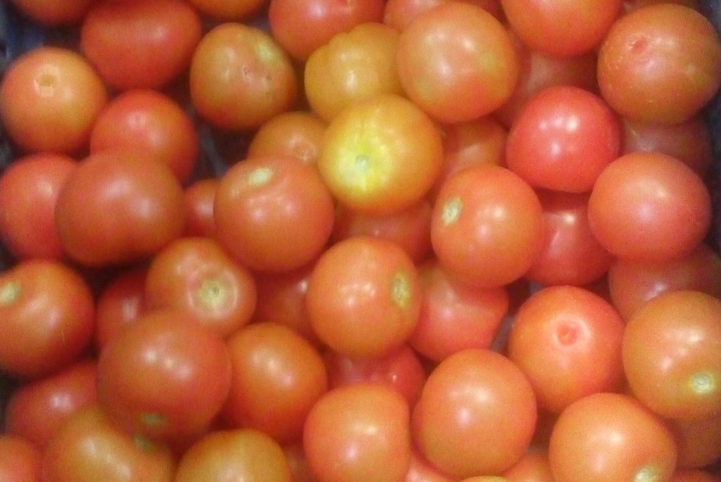 Tomate chonto de primera