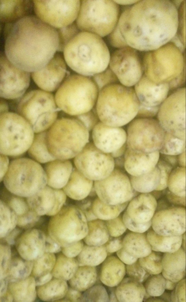 Papa criolla
