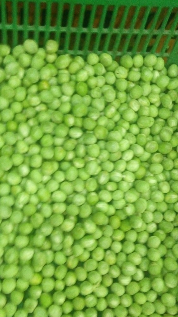 Arveja