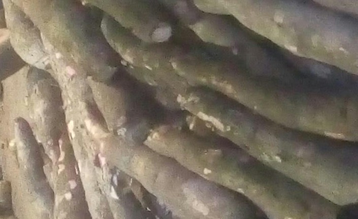 Yuca