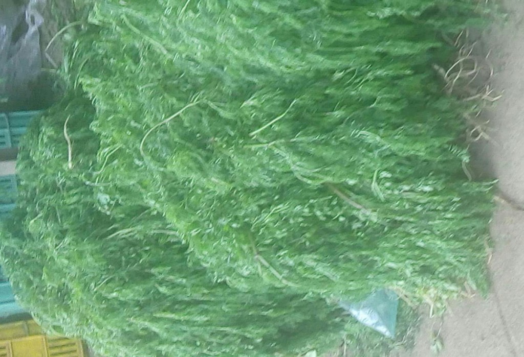 Cilantro