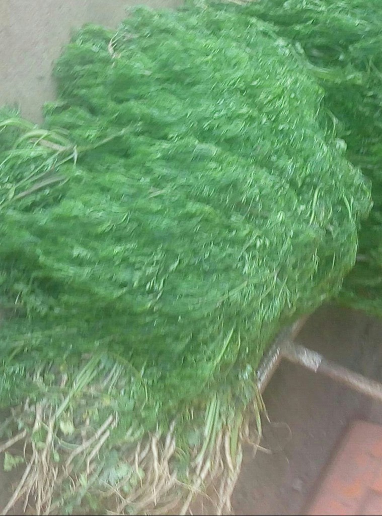 Cilantro