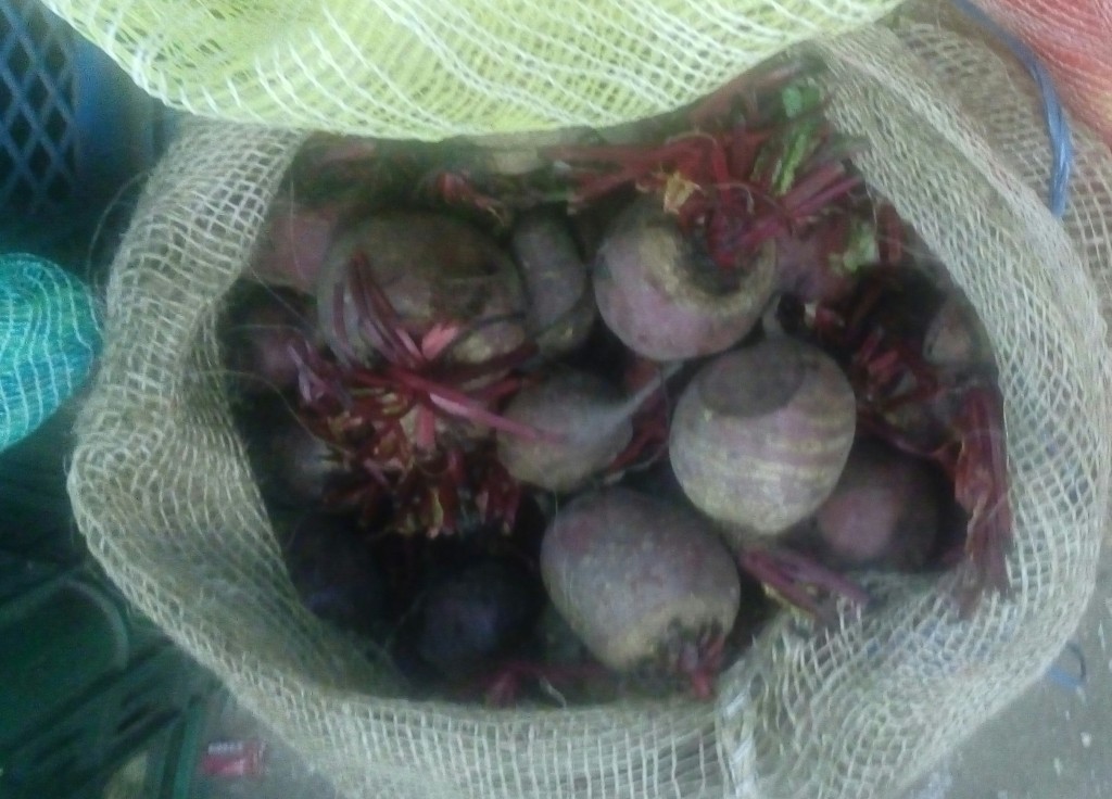 Romolacha