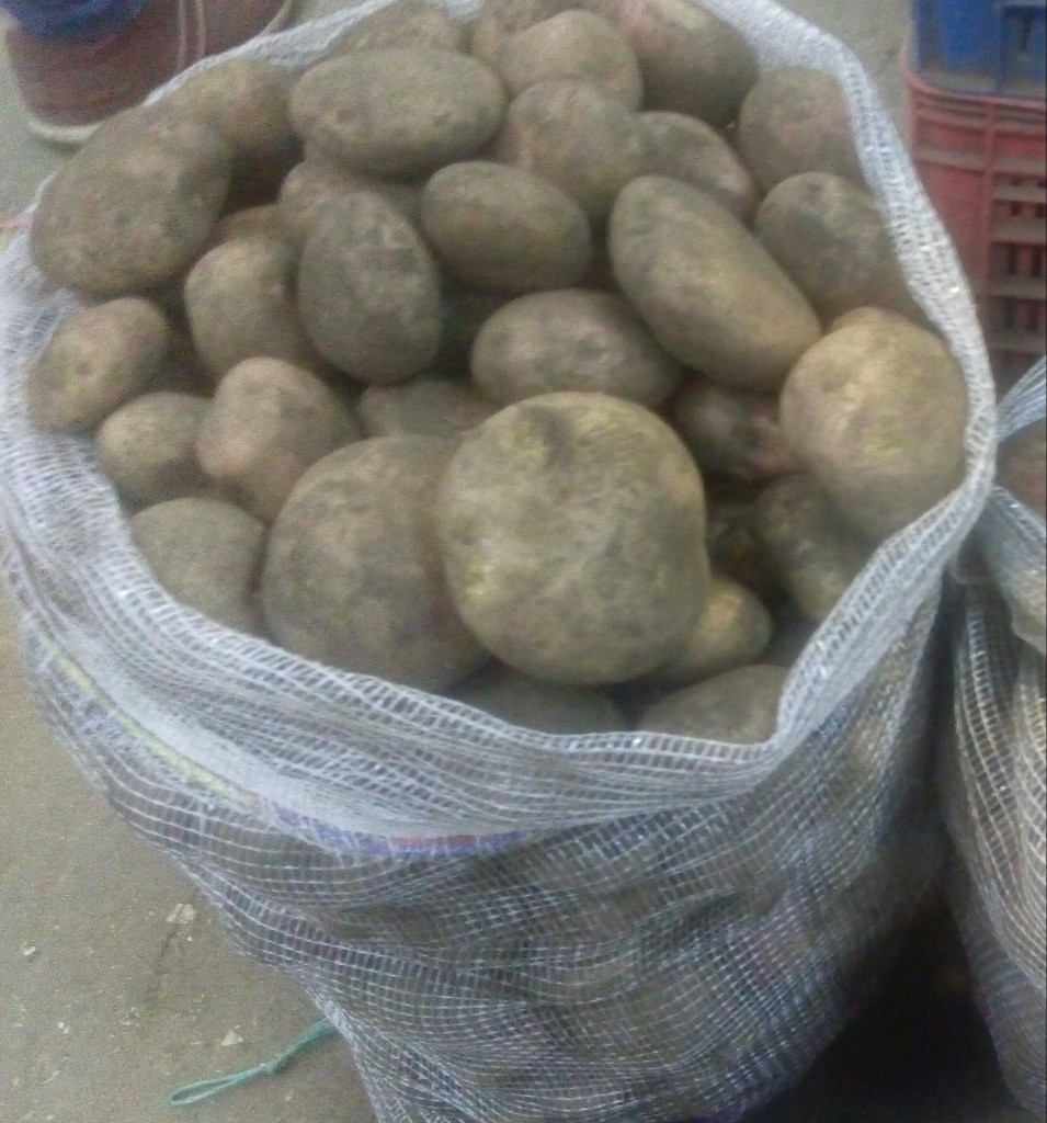 Papa pastusa fina